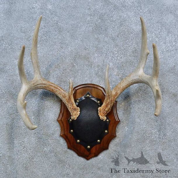 Whitetail Deer Antler Plaque Mount For Sale #15344 @ The Taxidermy Store