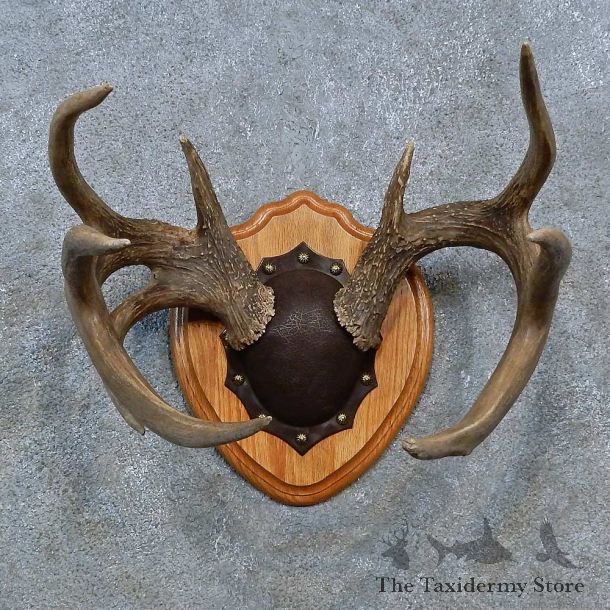 Whitetail Deer Antler Plaque Mount For Sale #15345 @ The Taxidermy Store