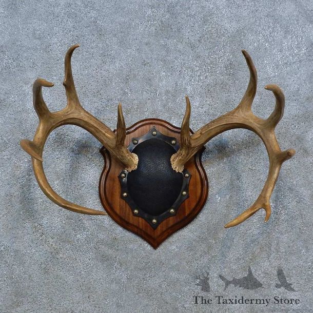Whitetail Deer Antler Plaque Mount For Sale #15346 @ The Taxidermy Store