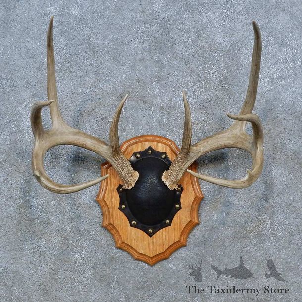 Whitetail Deer Antler Plaque Mount For Sale #15347 @ The Taxidermy Store