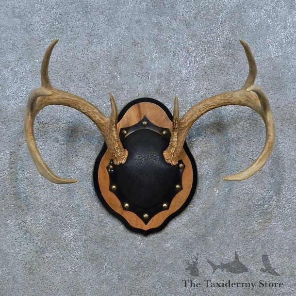 Whitetail Deer Antler Plaque Mount For Sale #15350 @ The Taxidermy Store