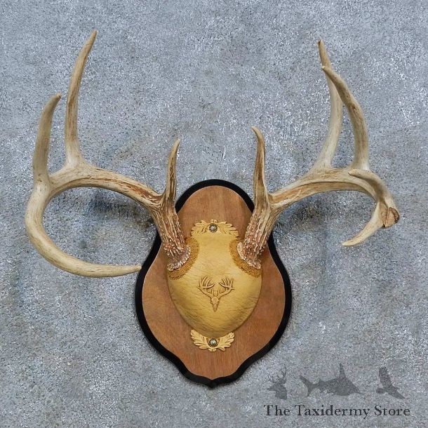 Whitetail Deer Antler Plaque Mount For Sale #15351 @ The Taxidermy Store
