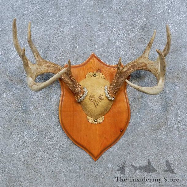 Whitetail Deer Antler Plaque Mount For Sale #15352 @ The Taxidermy Store