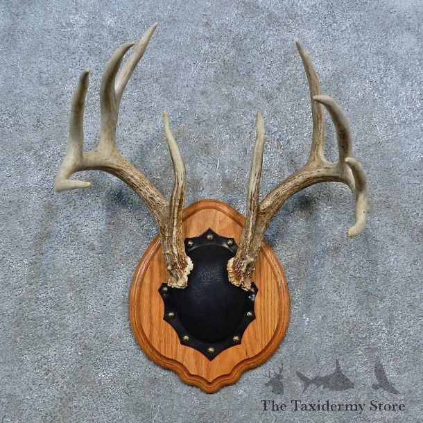 Whitetail Deer Antler Plaque Mount For Sale #15363 @ The Taxidermy Store