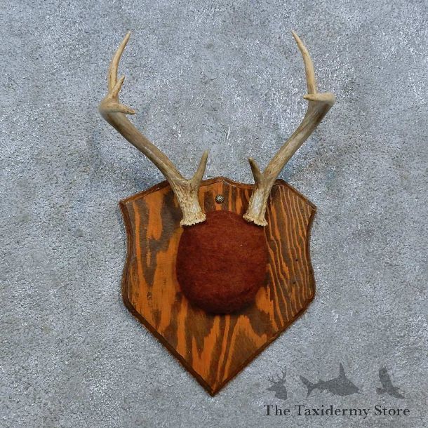Whitetail Deer Antler Plaque Mount For Sale #15385 @ The Taxidermy Store