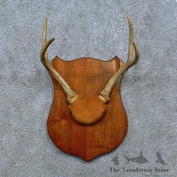 Whitetail Deer Antler Plaque Mount For Sale #15387 @ The Taxidermy Store