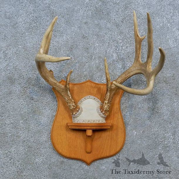 Whitetail Deer Antler Plaque Mount For Sale #15388 @ The Taxidermy Store