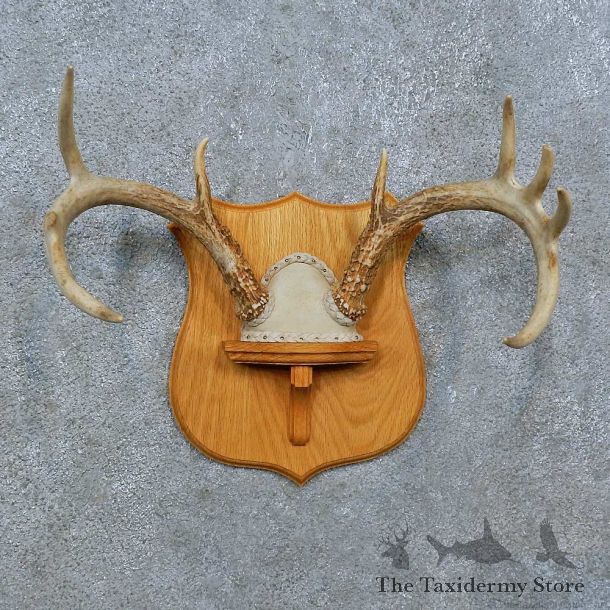 Whitetail Deer Antler Plaque Mount For Sale #15389 @ The Taxidermy Store