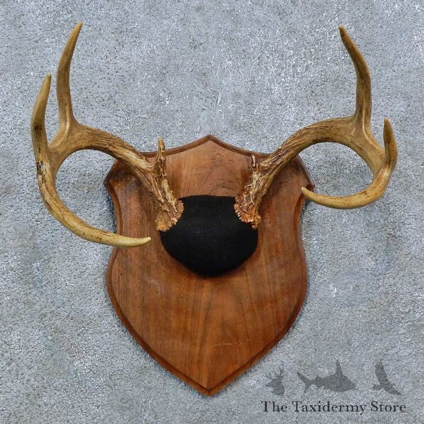 Whitetail Deer Antler Plaque Mount For Sale #15390 @ The Taxidermy Store