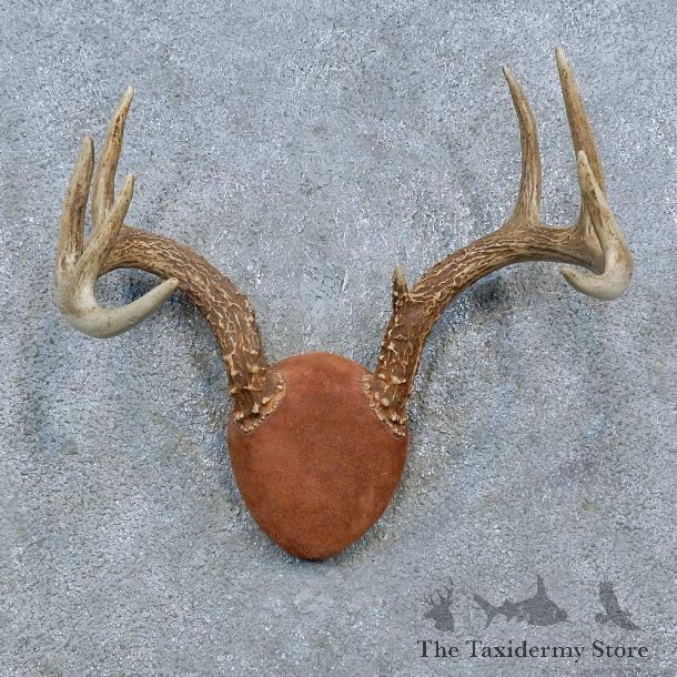 Whitetail Deer Antler Plaque Mount For Sale #15391 @ The Taxidermy Store