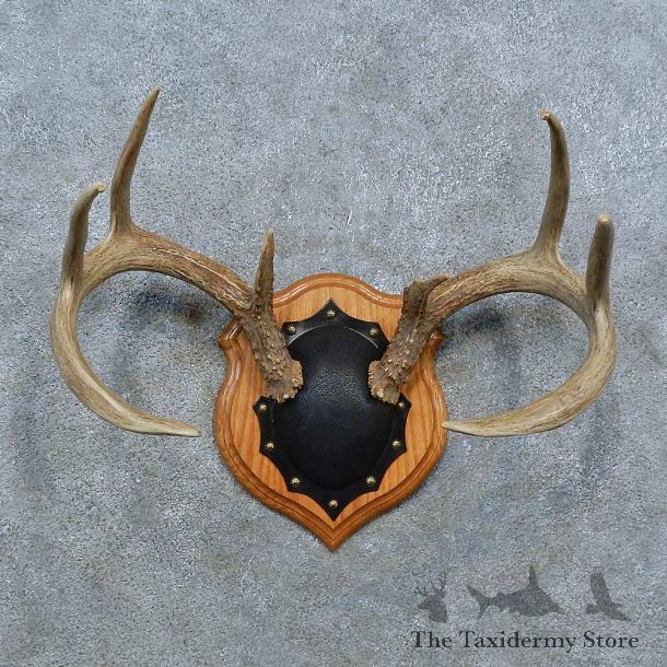Whitetail Deer Antler Plaque Mount For Sale #15397 @ The Taxidermy Store