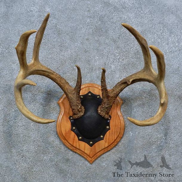 Whitetail Deer Antler Plaque Mount For Sale #15398 @ The Taxidermy Store