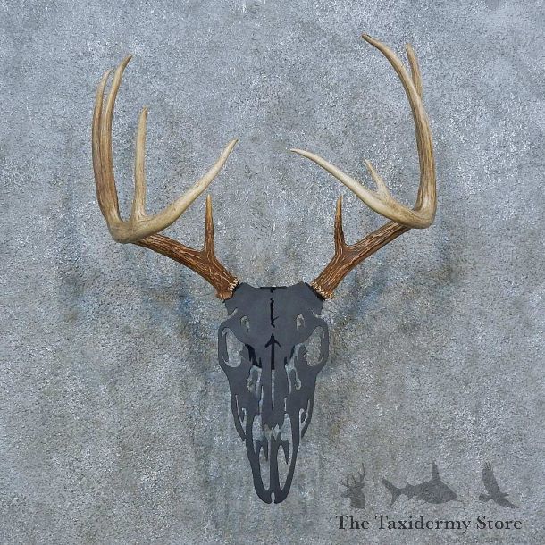 Whitetail Deer Antler Plaque Mount For Sale #15400 @ The Taxidermy Store
