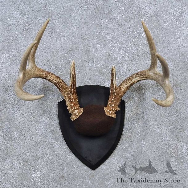 Whitetail Deer Antler Plaque Mount For Sale #15631 @ The Taxidermy Store