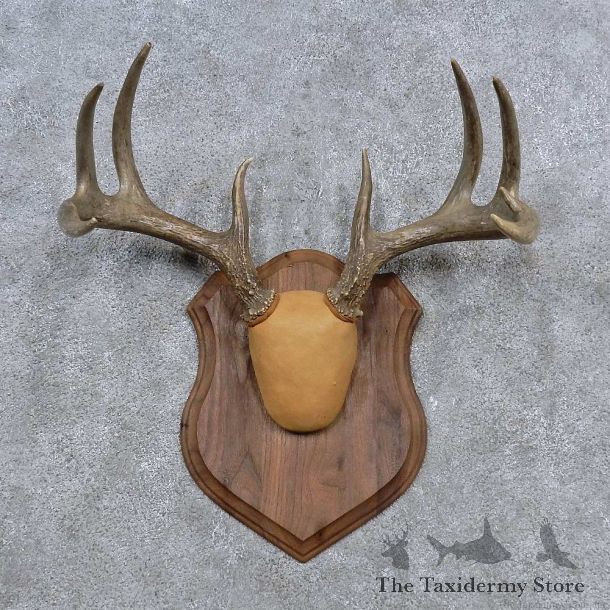 Whitetail Deer Antler Plaque Mount For Sale #15648 @ The Taxidermy Store