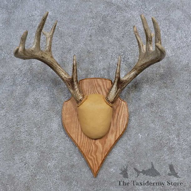 Whitetail Deer Antler Plaque Mount For Sale #15649 @ The Taxidermy Store