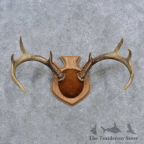 Whitetail Deer Antler Plaque Mount For Sale #15650 @ The Taxidermy Store