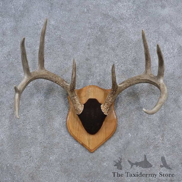 Whitetail Deer Antler Plaque Mount For Sale #15651 @ The Taxidermy Store