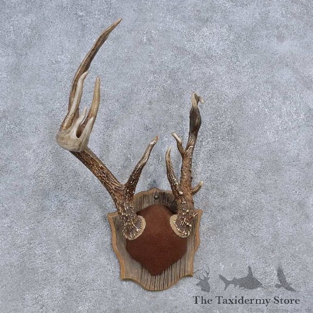 Whitetail Deer Antler Plaque Mount For Sale #15652 @ The Taxidermy Store