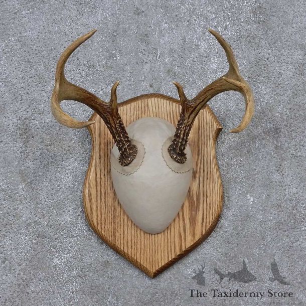 Whitetail Deer Antler Plaque Mount For Sale #15654 @ The Taxidermy Store
