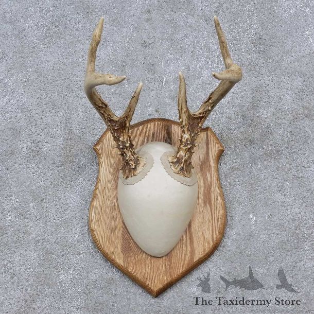 Whitetail Deer Antler Plaque Mount For Sale #15655 @ The Taxidermy Store