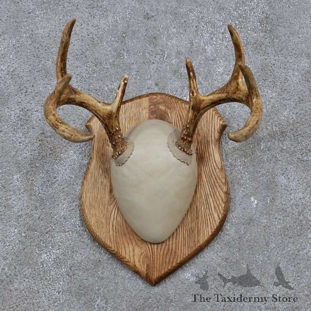 Whitetail Deer Antler Plaque Mount For Sale #15656 @ The Taxidermy Store