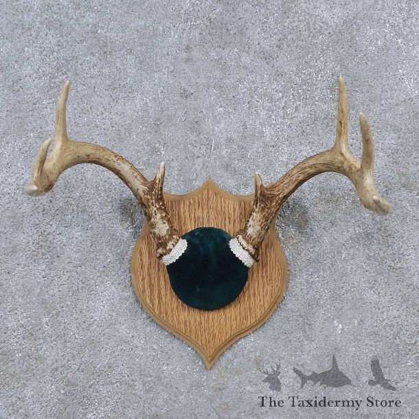 Whitetail Deer Antler Plaque Mount For Sale #15657 @ The Taxidermy Store