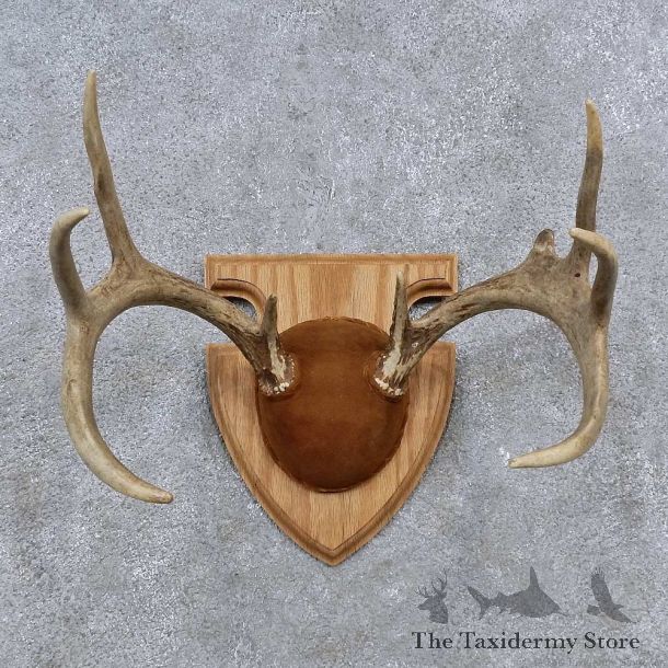 Whitetail Deer Antler Plaque Mount For Sale #15658 @ The Taxidermy Store