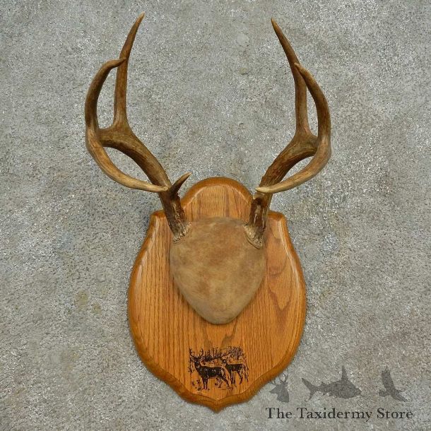 Whitetail Deer Antler Plaque Mount For Sale #16591 @ The Taxidermy Store
