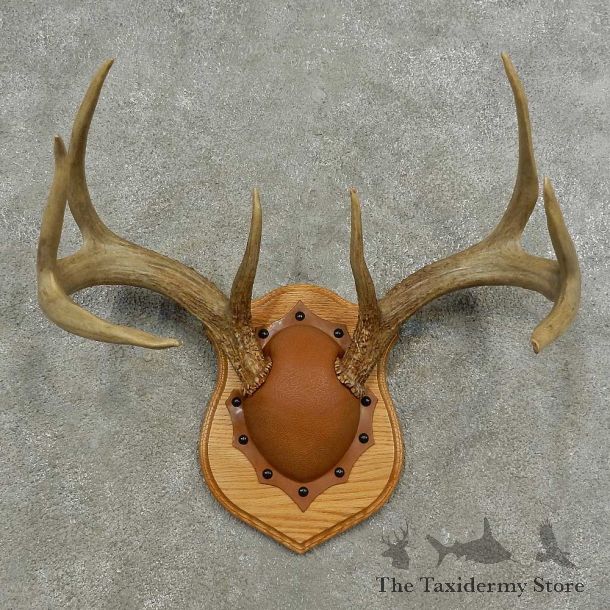 Whitetail Deer Antler Plaque Mount For Sale #16881 @ The Taxidermy Store