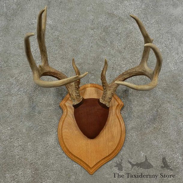 Whitetail Deer Antler Plaque Mount For Sale #16887 @ The Taxidermy Store