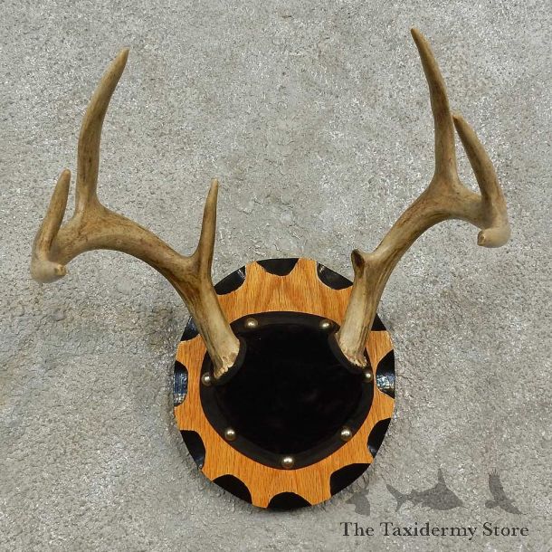 Whitetail Deer Antler Plaque For Sale #16927 @ The Taxidermy Store