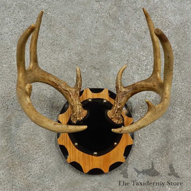 Whitetail Deer Antler Plaque For Sale #16929 @ The Taxidermy Store
