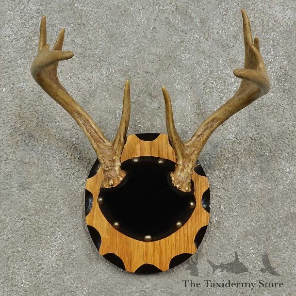 Whitetail Deer Antler Plaque For Sale #16930 @ The Taxidermy Store