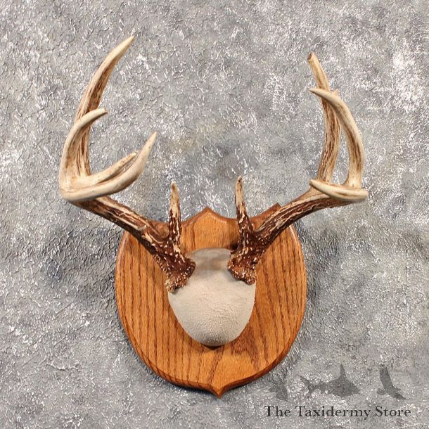 Whitetail Deer Antler Plaque #11527 - For Sale - The Taxidermy Store