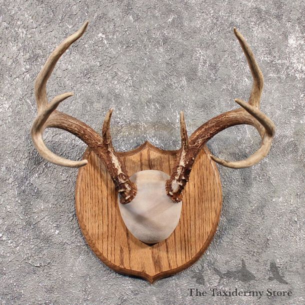 Whitetail Deer Antler Plaque #11528 - For Sale - The Taxidermy Store
