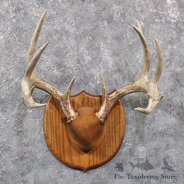 Whitetail Deer Antler Plaque #11664 For Sale @ The Taxidermy Store