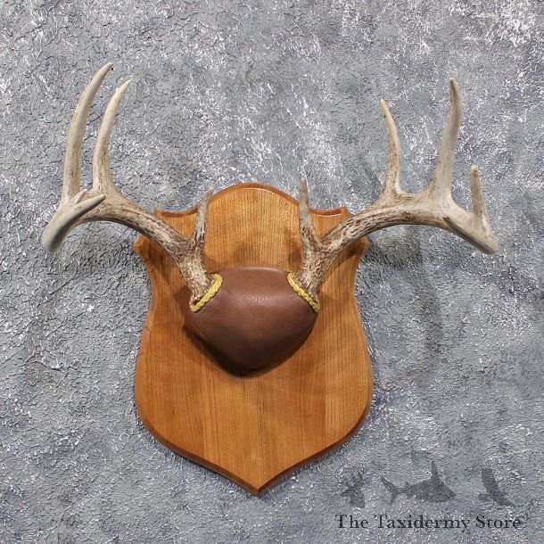 Whitetail Deer Antler Plaque #11806 For Sale @ The Taxidermy Store