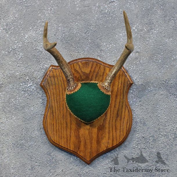 Whitetail Deer Antler Plaque #12166 For Sale @ The Taxidermy Store