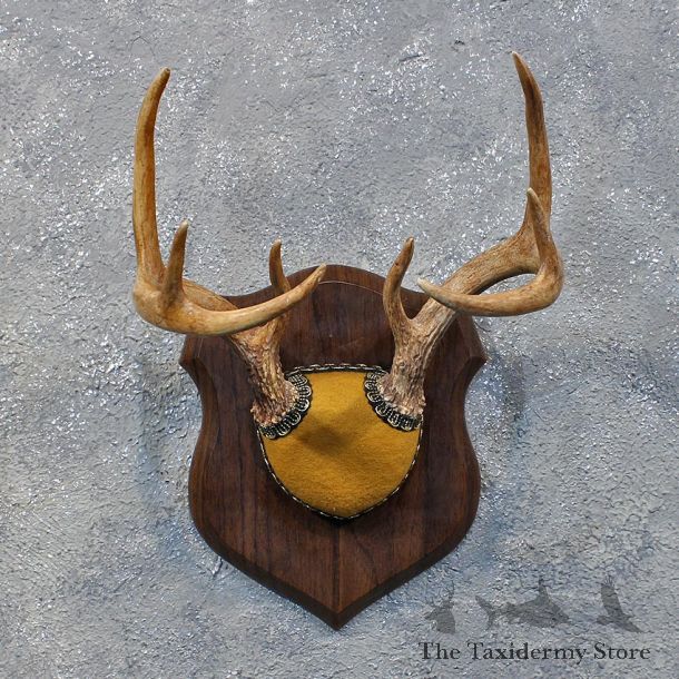 Whitetail Deer Antler Plaque #12167 For Sale @ The Taxidermy Store