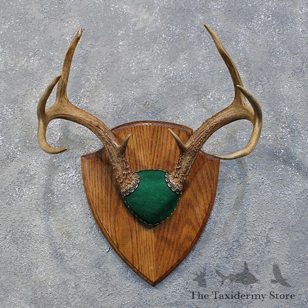 Whitetail Deer Antler Plaque #12168 For Sale @ The Taxidermy Store