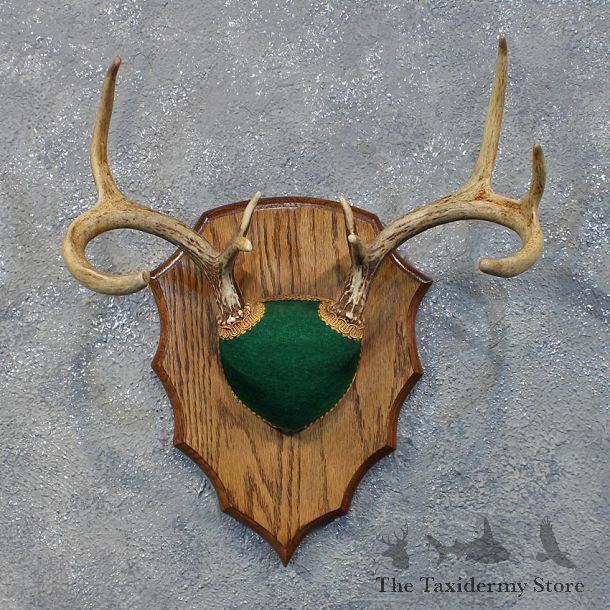 Whitetail Deer Antler Plaque #12170 For Sale @ The Taxidermy Store