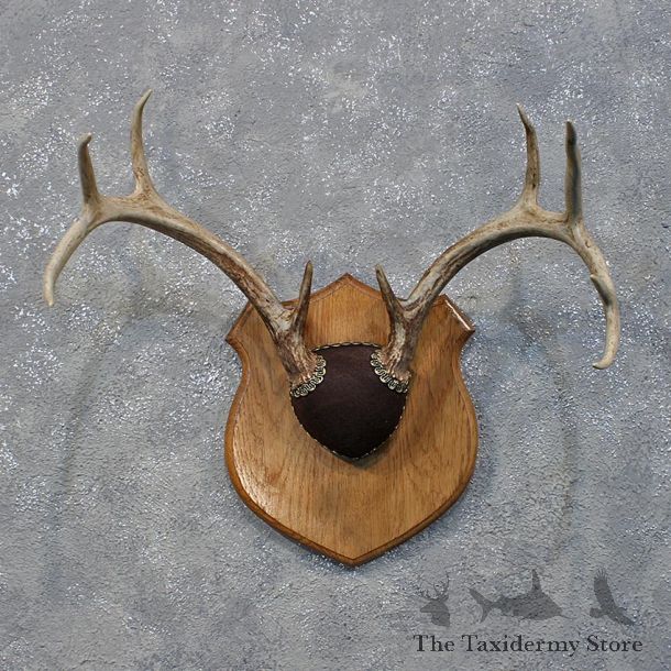 Whitetail Deer Antler Plaque #12172 For Sale @ The Taxidermy Store