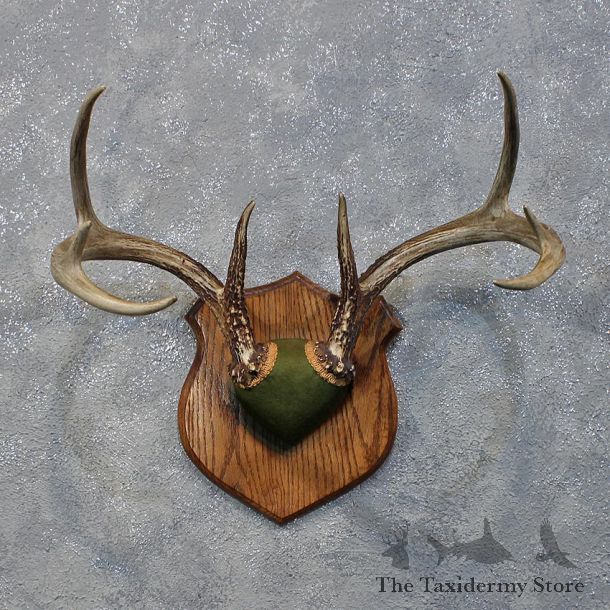 Whitetail Deer Antler Plaque #12173 For Sale @ The Taxidermy Store