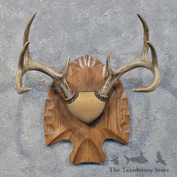 Whitetail Deer Antler Plaque #12174 For Sale @ The Taxidermy Store