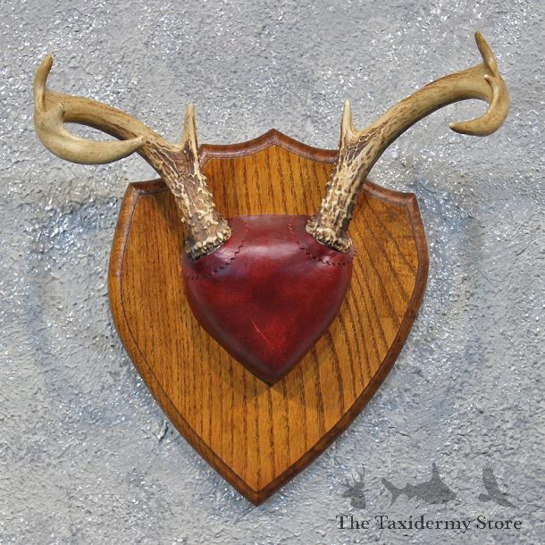 Whitetail Deer Antler Plaque #12176 For Sale @ The Taxidermy Store