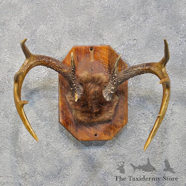 Whitetail Deer Skull & Antlers #12178 For Sale @ The Taxidermy Store