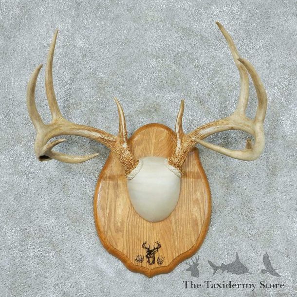Whitetail-Deer-Antlers-Plaque-Taxidermy-Mount #13337 For Sale @ The Taxidermy Store