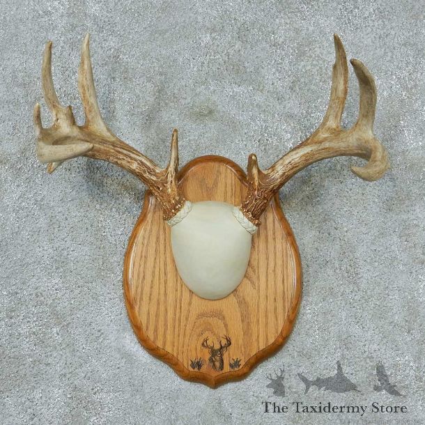 Whitetail-Deer-Antlers-Plaque-Taxidermy-Mount #13338 For Sale @ The Taxidermy Store