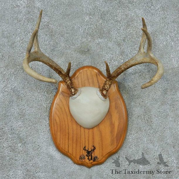 Whitetail-Deer-Antlers-Plaque-Taxidermy-Mount #13339 For Sale @ The Taxidermy Store